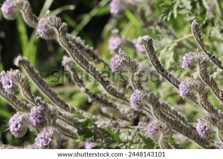 Hubby Scorpionflower, Phacelia Hubbyi, a lovely native monoclinous annual herb displaying terminal scorpioid cyme inflorescences during Winter in the Santa Monica Mountains. Royalty-Free Stock Photo #2448143101