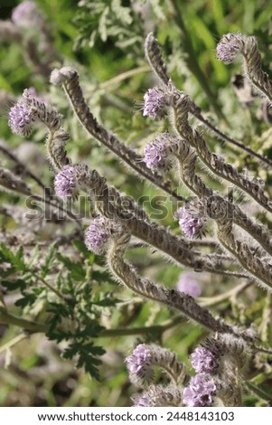 Hubby Scorpionflower, Phacelia Hubbyi, a lovely native monoclinous annual herb displaying terminal scorpioid cyme inflorescences during Winter in the Santa Monica Mountains. Royalty-Free Stock Photo #2448143103