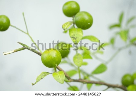 Small orange , calamansi or limau on tree with blurry background. The taste very sour, suitable for drinks. Latin name is citrus microcarpa bunge Royalty-Free Stock Photo #2448145829