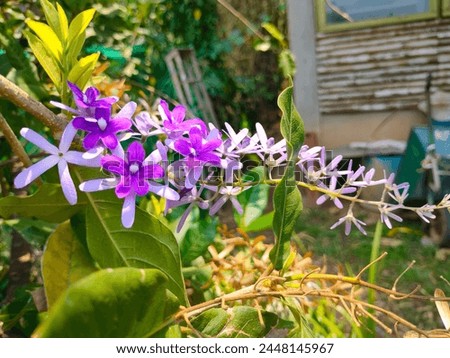 Stunning close-up of small violet flowers of petrea volubilis(purple wreath,queens wreath,sandpaper vine) ultra hd hi-res jpg stock image photo picture selective focus horizontal background side view 