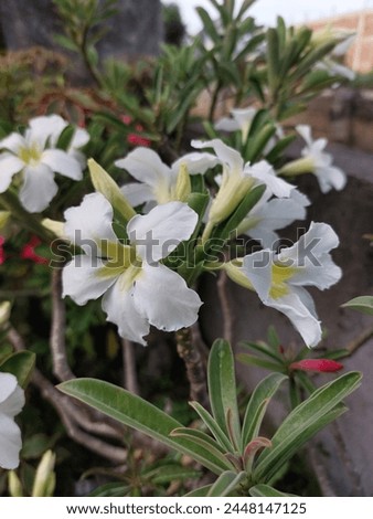 The frangipani flower comes from the Plumeria genus. In Bali, frangipani trees grow in various places, such as Hindu places of worship. Because frangipani flowers are often used in traditional Hindu Royalty-Free Stock Photo #2448147125