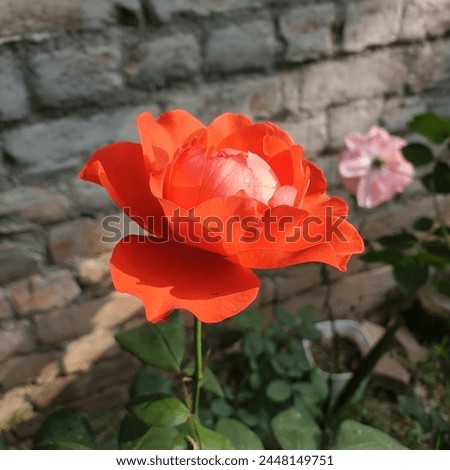 lite red color flower 🌼 for background image 