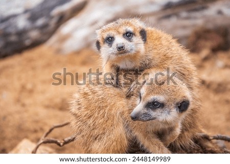 A group of cute meerkats. Meerkat Family are sunbathing. Meerkat ,Suricata suricatta,