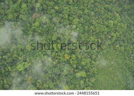 Lush green ariel view of the jungle rain forest canopy in Toledo District, Southern Belize, Central America with tree tops in lush green taken from a light aircraft