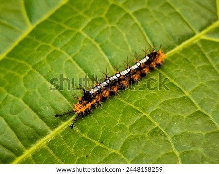 Larva Worm Ordo Lepidoptera in Leaf