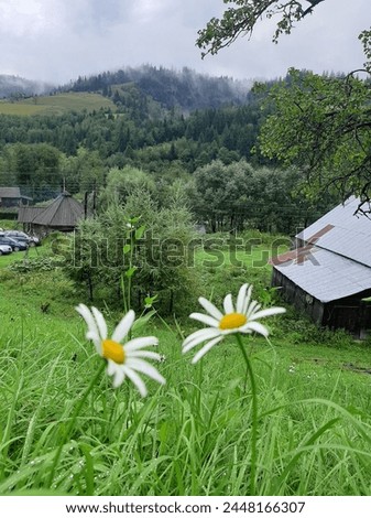 daytime photograph of white daisies on a hill against the backdrop of mountains in the fog