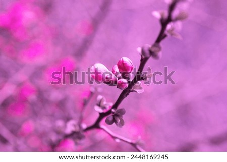Beautiful pink buds, floral branch with leaves, pink and purple background