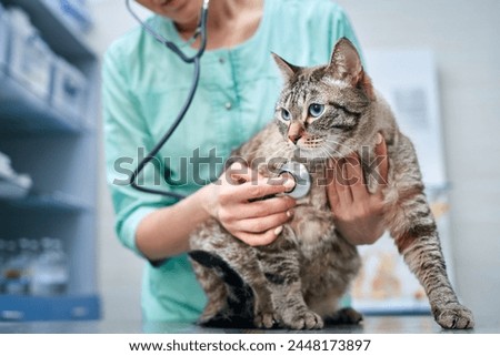Close up of a veterinarian checking heart of a cat with stethoscope at the clinic. Recovering after injury, healthcare concept, domestic animals treatment, trust and care Royalty-Free Stock Photo #2448173897