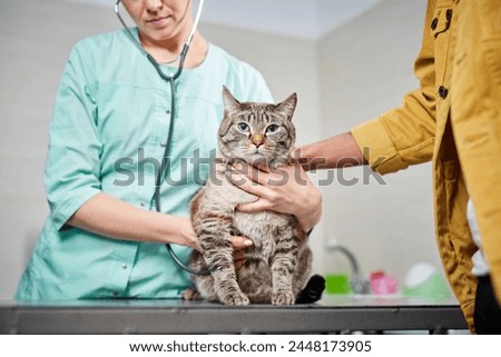 Close up of a veterinarian checking heart of a cat with stethoscope at the clinic, the owner is petting his cat. Recovering after injury, healthcare concept, domestic animals treatment, trust and care Royalty-Free Stock Photo #2448173905
