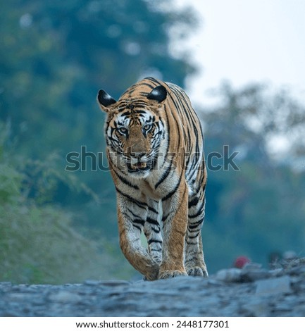Panna Tiger Reserve India - Tigress 141 Royalty-Free Stock Photo #2448177301