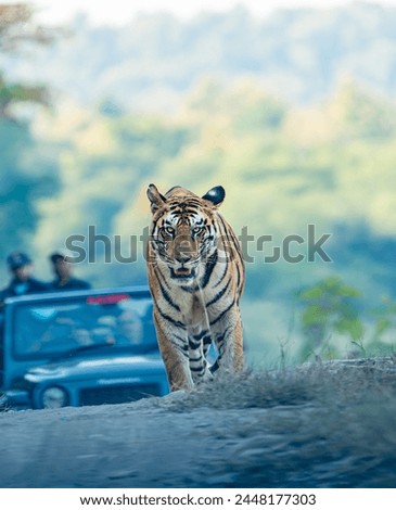 Panna Tiger Reserve India - Tigress 141 Royalty-Free Stock Photo #2448177303
