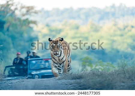 Panna Tiger Reserve India - Tigress 141 Royalty-Free Stock Photo #2448177305