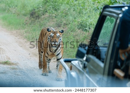 Panna Tiger Reserve India - Tigress 141 Royalty-Free Stock Photo #2448177307