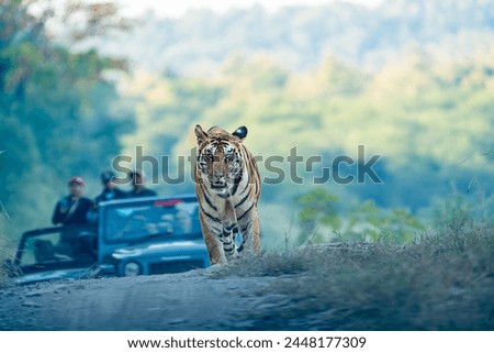 Panna Tiger Reserve India - Tigress 141 Royalty-Free Stock Photo #2448177309