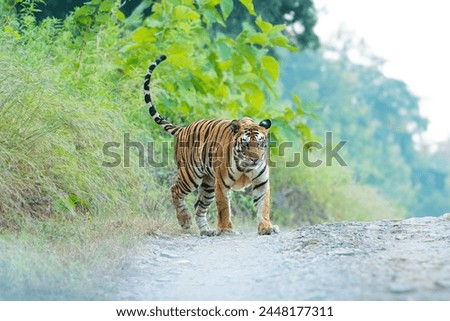 Panna Tiger Reserve India - Tigress 141 Royalty-Free Stock Photo #2448177311