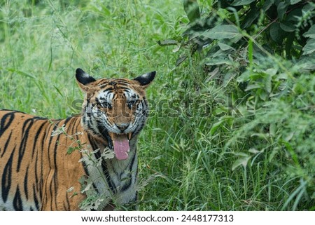Panna Tiger Reserve India - Tigress 141 Royalty-Free Stock Photo #2448177313