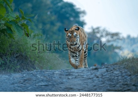 Panna Tiger Reserve India - Tigress 141 Royalty-Free Stock Photo #2448177315