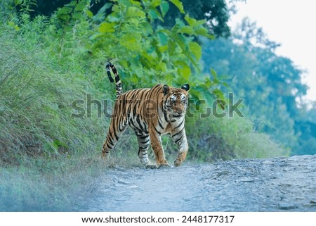 Panna Tiger Reserve India - Tigress 141 Royalty-Free Stock Photo #2448177317