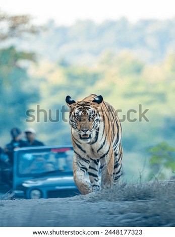 Panna Tiger Reserve India - Tigress 141 Royalty-Free Stock Photo #2448177323