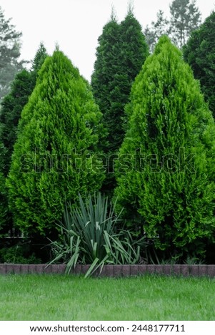 Dense, well-kept arborvitae grows side by side in the garden Royalty-Free Stock Photo #2448177711