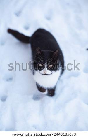 portrait of funny black and white cat looking up outdoors, pet on background of snow with paw prints, top view