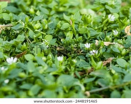 Small white flowers of Stellaria media, chickweed. Floral natural background.