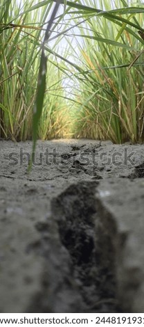 photo of the surface of a rice field that lacks water