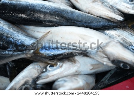 small pelagic fish caught by fishermen in Maluku Royalty-Free Stock Photo #2448204153