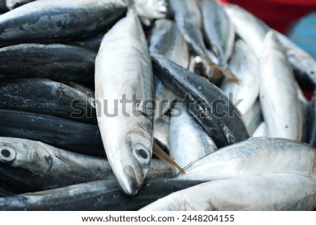 small pelagic fish caught by fishermen in Maluku Royalty-Free Stock Photo #2448204155