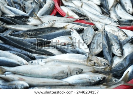 small pelagic fish caught by fishermen in Maluku Royalty-Free Stock Photo #2448204157