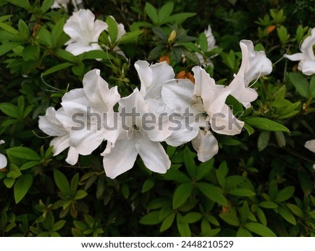 Fresh white Rhododendron flowers in full bloom during spring. Pure white Azalea flowers of garden shrub. Beautiful floral image.
