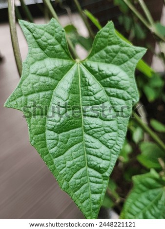 green zehneria leaf outdoor picture 
