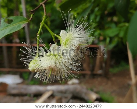 close up of water apple flowers blooming on a tree