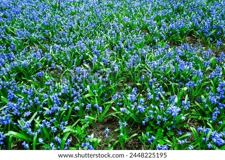 Glade snowdrops Blue flowers siberian Scilla proleska in the city park. Royalty-Free Stock Photo #2448225195