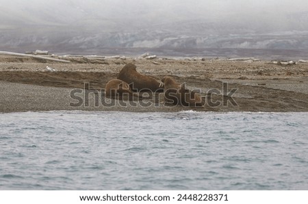 3 Walrus Sitting on the Ground