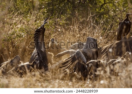 Fight of two White backed Vulture scavenging on dead elephant carcass in Kruger National park, South Africa ; Specie Gyps africanus family of Accipitridae