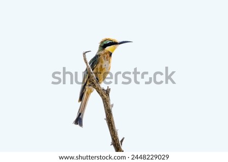 Little Bee eater isolated in white background in Kruger National park, South Africa ; Specie Merops pusillus family of Meropidae