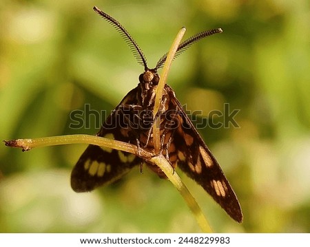 Tiger moth with beautiful antenna
temanggung Central Java Indonesia 