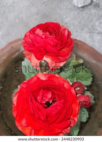 4k Roses pictures rose background