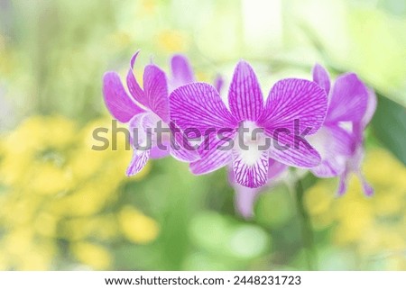 Blooming pink Dendrobium orchid stand out in the lush tropical garden, with green leaves and other flowers visible in the blurred background, all illuminated by natural daylight.