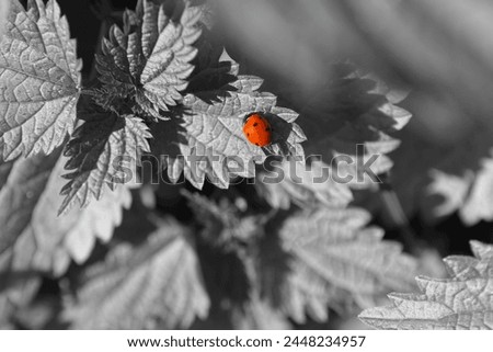 Beautiful nature, red ladybug on leaves, red beetle and black and white plants, natural background for text, outdoor