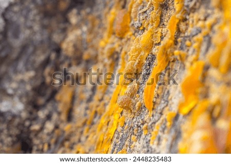 dripping pine resin, damaged tree trunk, resin coming out of a wound in wood, amber precursor, amber formation, rosin raw material, pinus sylvestris,viscous resin, polymer, chemistry, organic compound Royalty-Free Stock Photo #2448235483