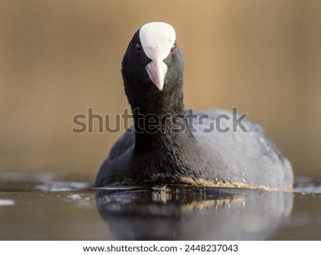 coot swimming on the water surface, fulica atra, extreme zoom, wildlife photography, black bird on water, wetland birds, red eye, white forehead, blurry background, telephoto lens, full frame