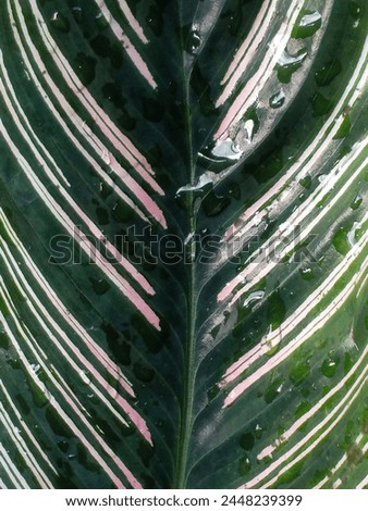 Fresh beautiful leaves pattern photo for background