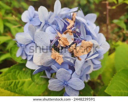 blue flowers with blurry background 