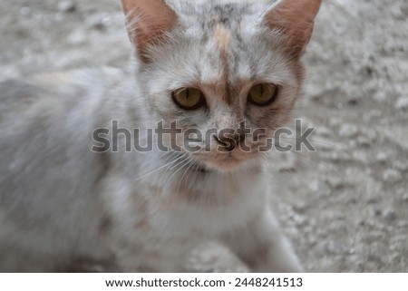 An expressionless cat with a flat-faced expression gazes directly at the camera, its eyes devoid of emotion, creating a humorous an