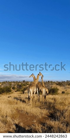 Tower of Giraffes in the Okavango Delta of Botswana Royalty-Free Stock Photo #2448242863