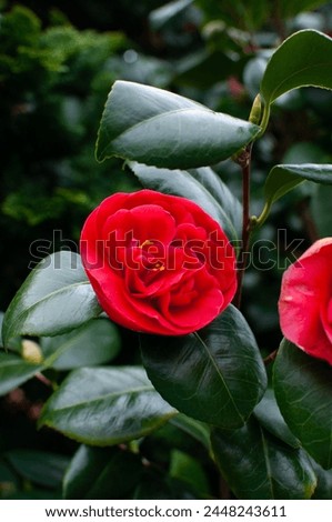 One red camellia bud on a background of green leaves