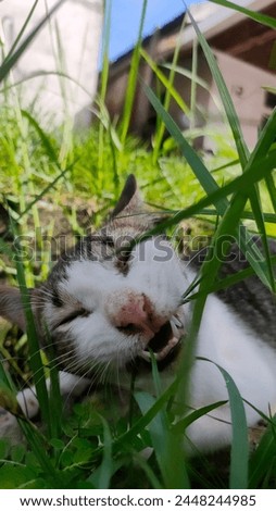 While eating grass, she take my pic😾(cat said)