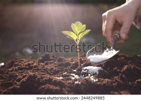 Woman fertilizing soil with growing young sprout on sunny day, selective focus Royalty-Free Stock Photo #2448249885